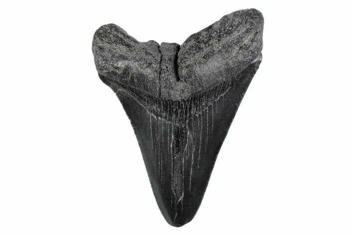 Serrated, Fossil Megalodon Tooth - South Carolina #362196